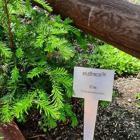 Kuznice 13 아파트