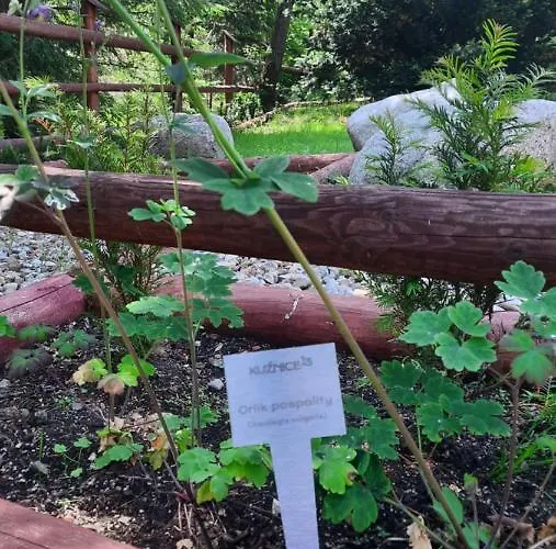 דירה Kuznice 13 זקופאנה